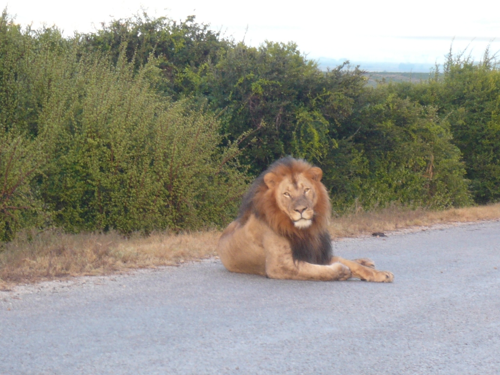 Cape Town - Safari